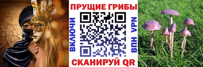 Псилоцибиновые грибы Cubensis Апшеронск